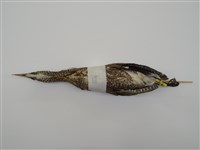 藏品(黑冠麻鷺)的圖片